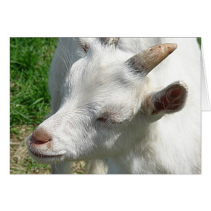 Holen Sie mir ein paar Shades