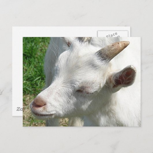 Holen Sie mir ein paar Shades Postkarte (Vorne/Hinten)