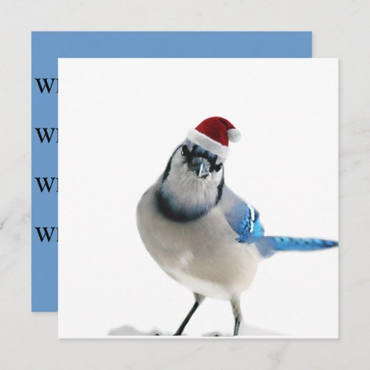 Holiday Blue Jay Einladung (Vorne/Hinten)