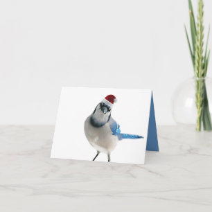 Holiday Blue Jay Feiertagskarte