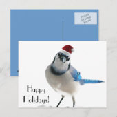 Holiday Blue Jay Feiertagspostkarte (Vorne/Hinten)