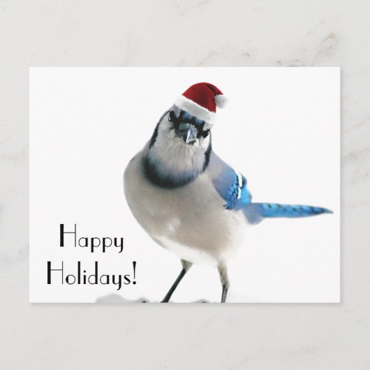 Holiday Blue Jay Feiertagspostkarte (Vorderseite)