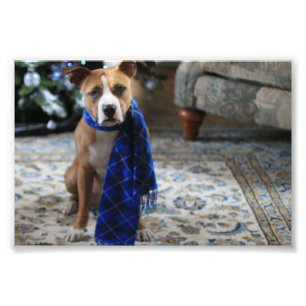 Holiday Cheer von Pit Bull Rescue Dog Fotodruck