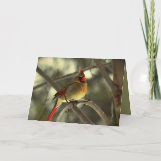 Holiday Female Kardinal Feiertagskarte (Vorderseite)