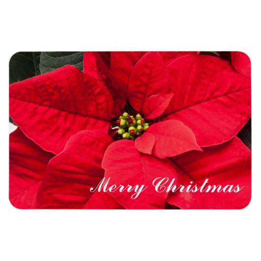 Holiday Poinsettia Magnet (Horizontal)