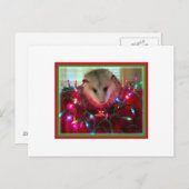 holiday possum feiertagspostkarte (Vorne/Hinten)