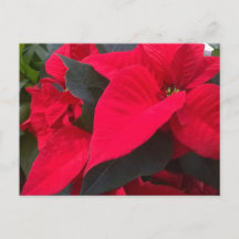 Holiday Red Postcard