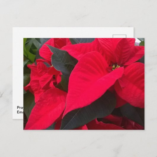 Holiday Red Postcard Feiertagspostkarte (Vorne/Hinten)