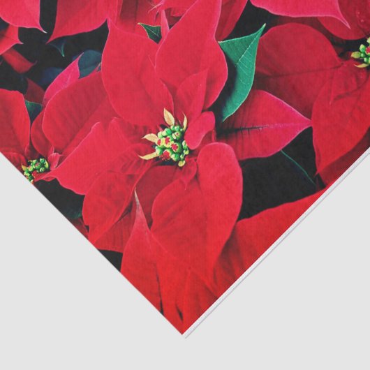 Holiday Tissue Paper-Red Poinsettias Seidenpapier (Ausschnitt)