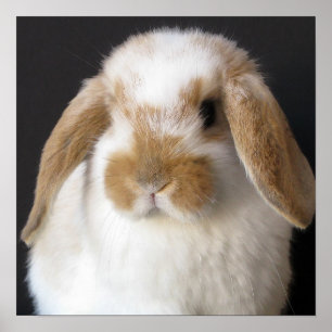 Holland Baby Print Poster