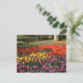 Holland Keukenhof Postkarte (Stehend Vorderseite)