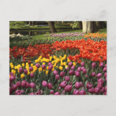 Holland Keukenhof Postkarte (Vorderseite)