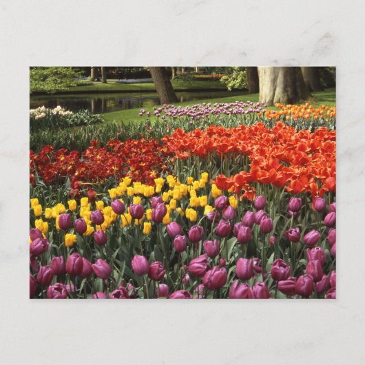 Holland Keukenhof Postkarte (Vorderseite)