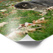 Holland Lop Bunny 10 x 8 Fotografy Print Fotodruck (Ecke)