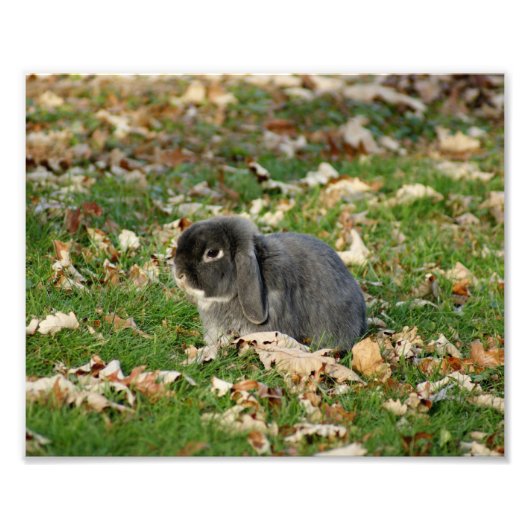 Holland Lop Bunny 10 x 8 Fotografy Print Fotodruck (Vorne)