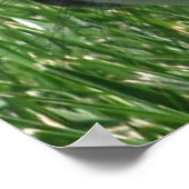 Holland Lop Poster (Ecke)