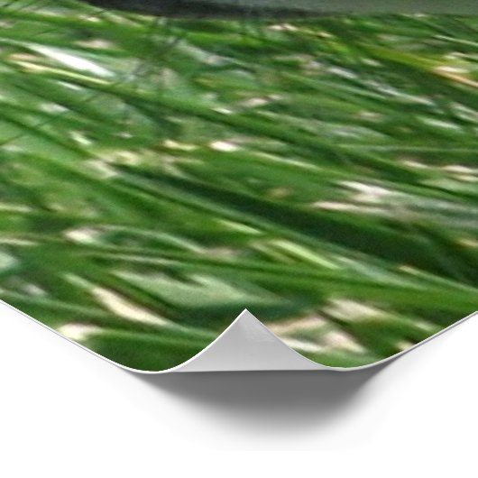 Holland Lop Poster (Ecke)