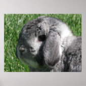 Holland Lop Poster (Vorne)