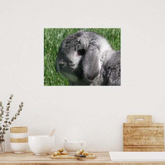 Holland Lop Poster (Küche)