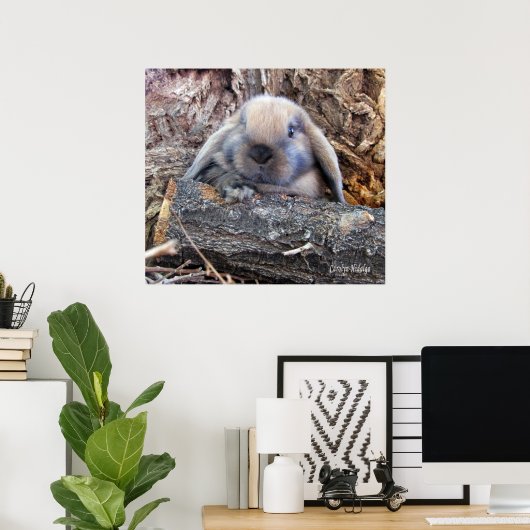 Holland Lop Poster (Heimbüro)
