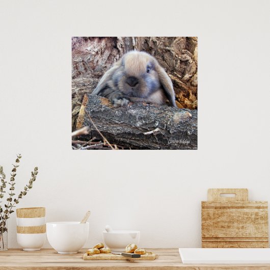 Holland Lop Poster (Küche)