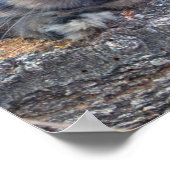 Holland Lop Poster (Ecke)