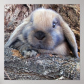 Holland Lop Poster (Vorne)