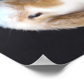 Holland Lop Present Bunny Poster (Ecke)