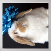 Holland Lop Present Bunny Poster (Vorne)