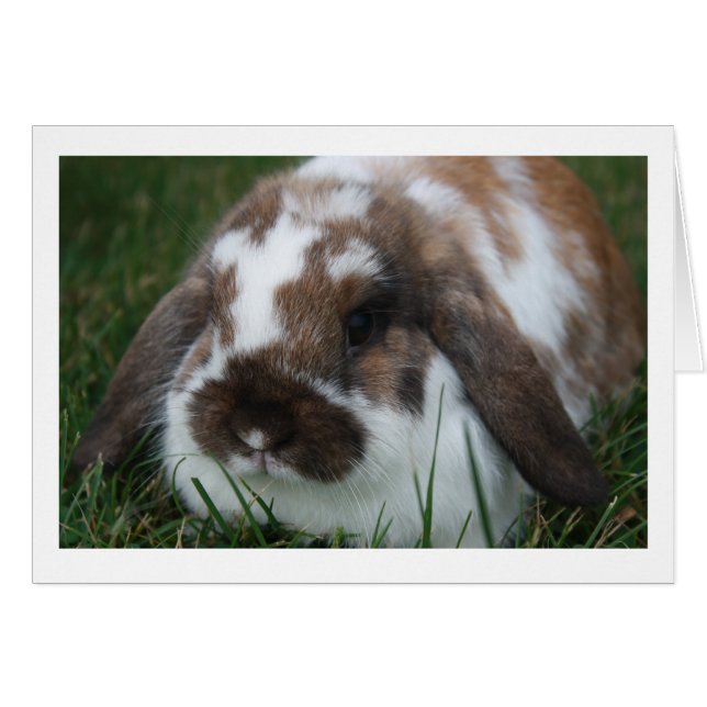 Holland Lop Rabbit Blank Card (Vorderseite (Horizontal))