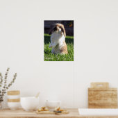 Holland Lop Stehend Up Poster (Küche)