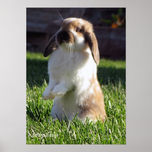 Holland Lop Stehend Up Poster (Vorne)