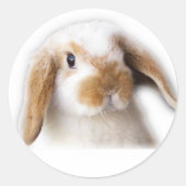 Holland Lop Sticker (Vorderseite)