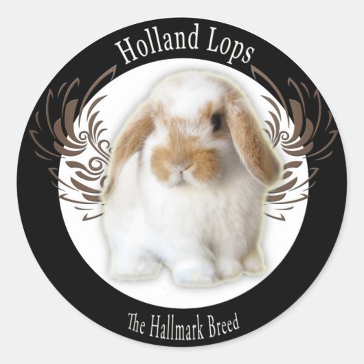 Holland Lop Stickers (Vorderseite)
