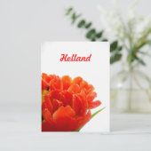 Holland, Orange Tulips Postkarten (Stehend Vorderseite)