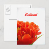 Holland, Orange Tulips Postkarten (Vorne/Hinten)