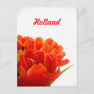 Holland, Orangentulpen Postkarten