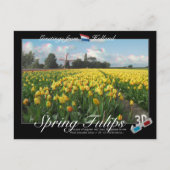 Holland Spring Tulips Landscape 3D Anaglyph Postkarte (Vorderseite)
