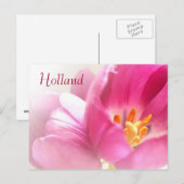 Holland, Spring Tulips Postcard Postkarte (Vorne/Hinten)