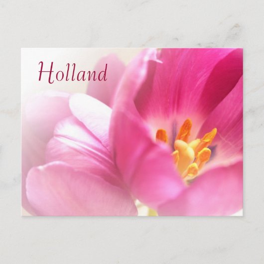 Holland, Spring Tulips Postcard Postkarte (Vorderseite)