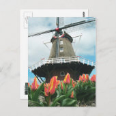 Holland Tulip Time Flowers Windmill Postkarte (Vorne/Hinten)