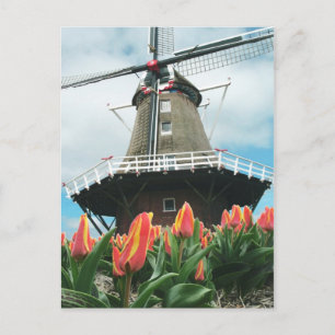 Holland Tulip Time Flowers Windmill Postkarte