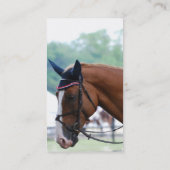 Holländer Warmblood PferdeVisitenkarten Visitenkarte (Rückseite)