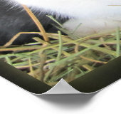 Holländische Kaninchen, große Leinwand Foto Poster (Ecke)