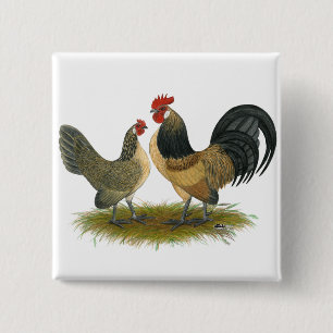 Holländischer Bantam: Blue Quail Button