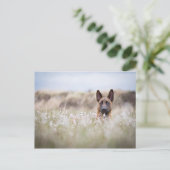 Holländischer Hirte im Mond Postkarte (Stehend Vorderseite)