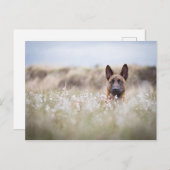 Holländischer Hirte im Mond Postkarte (Vorne/Hinten)