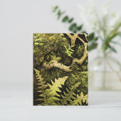 Holländischer Jugendfrosch in Tree Postkarte (Stehend Vorderseite)