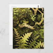 Holländischer Jugendfrosch in Tree Postkarte (Vorne/Hinten)