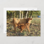 Höllenkuh mit Kalb Postkarte (Vorne/Hinten)